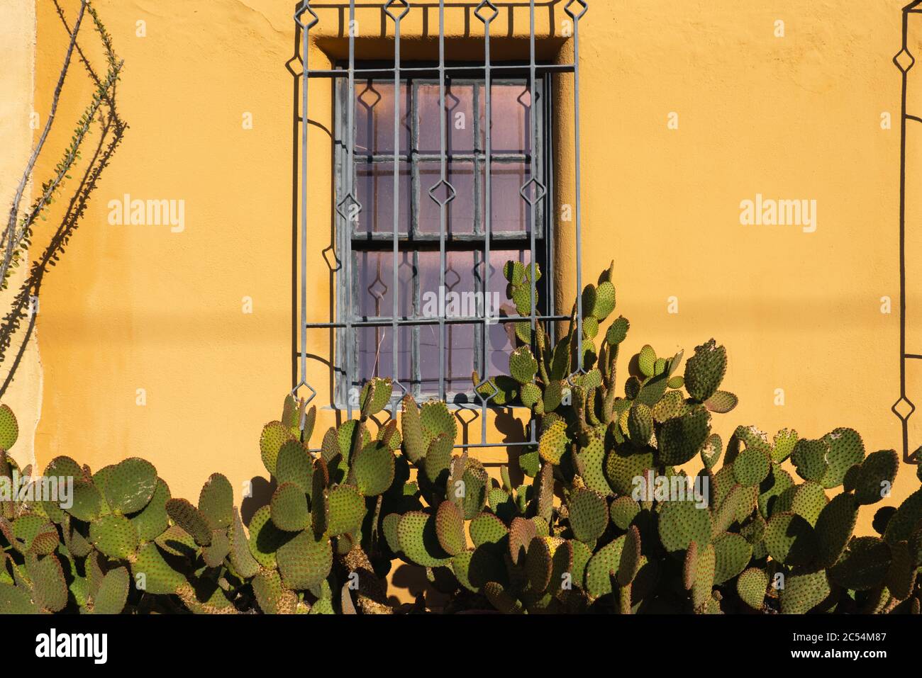 edificio e finestra colorati e luminosi di colore giallo, con luce solare e cactus nel sud-ovest degli stati uniti Foto Stock