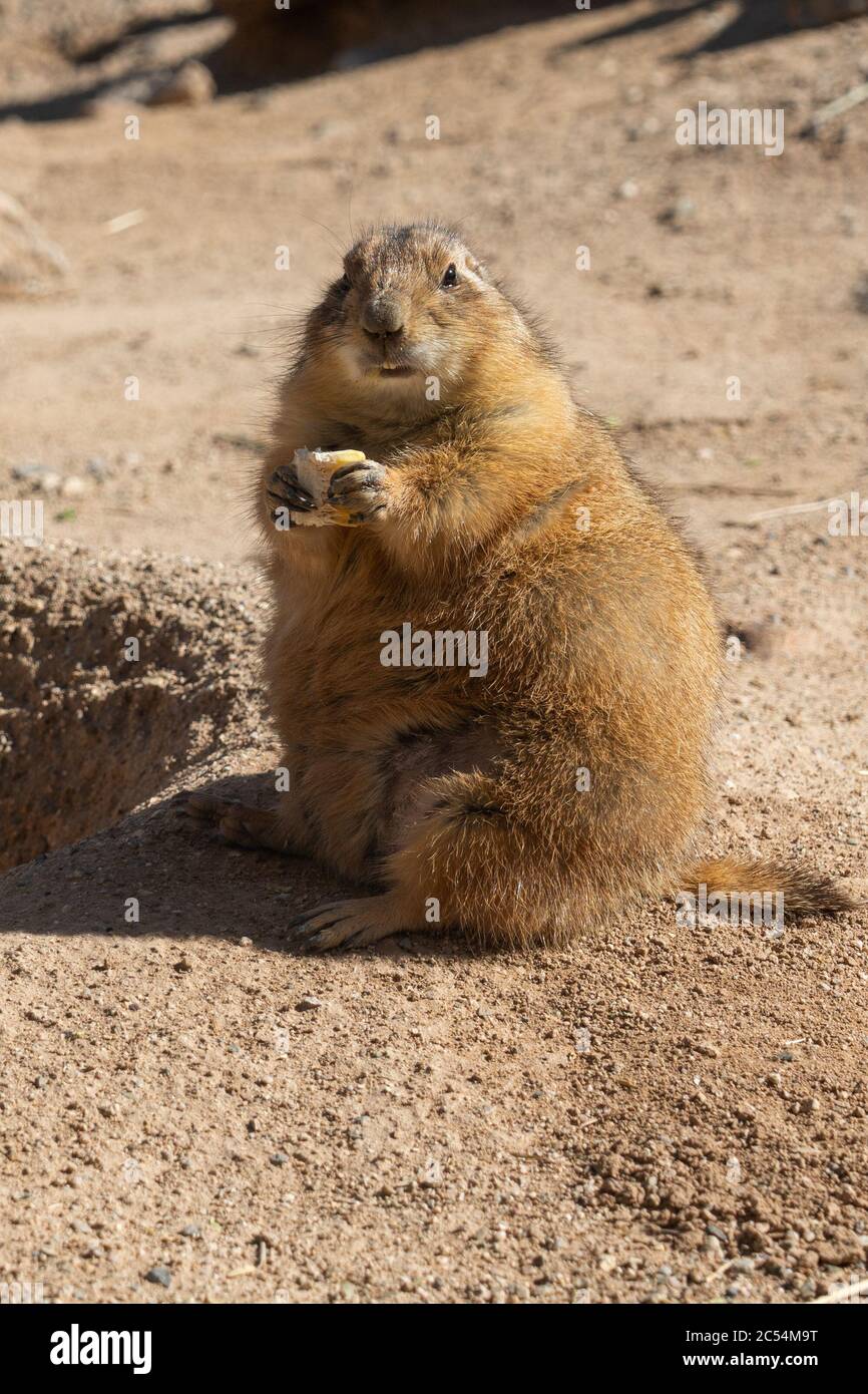 il cane prairie seduto in posizione verticale nel deserto con un pezzo di cibo nelle zampe che guardano la macchina fotografica Foto Stock