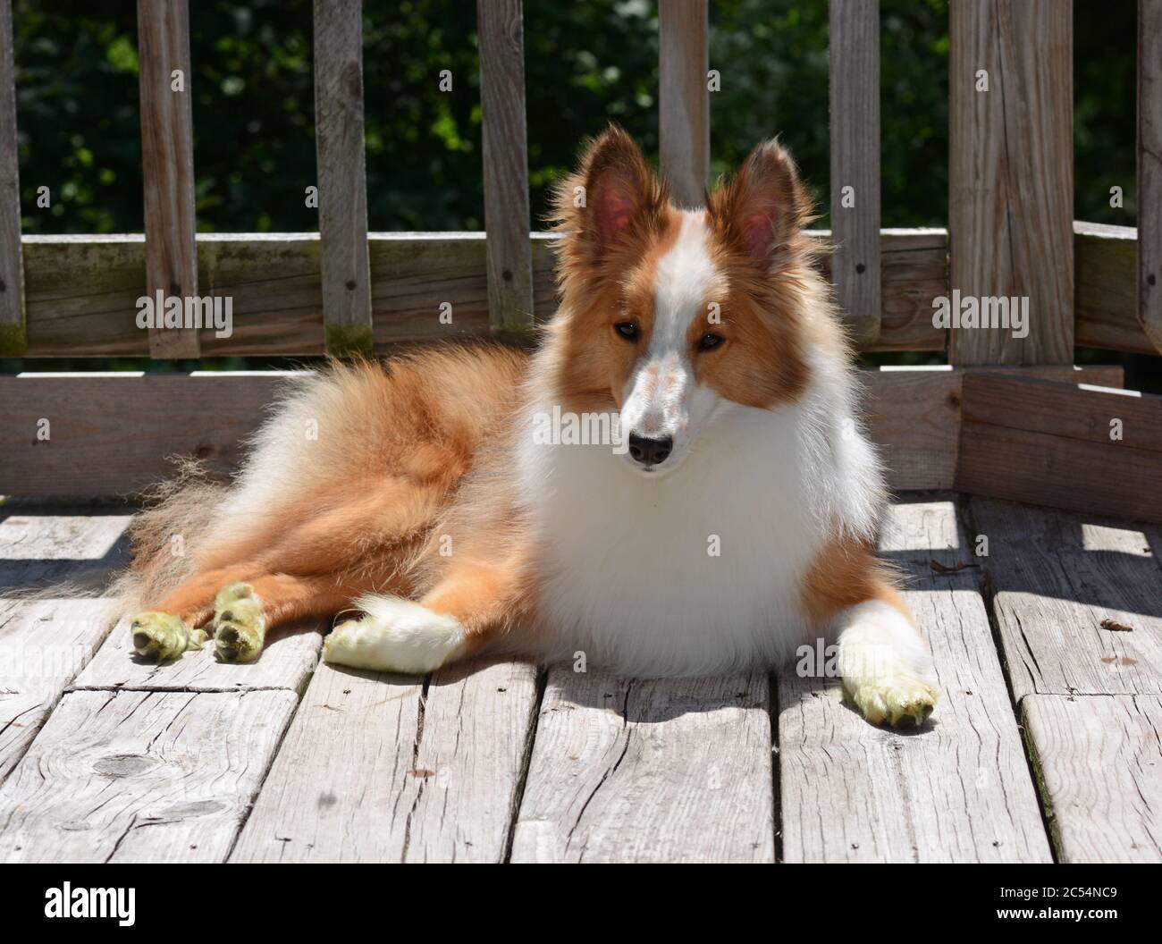 Un giovane Sheltland Sheepdog (sheltie) si pone all'esterno su un ponte di legno sotto il sole. Foto Stock