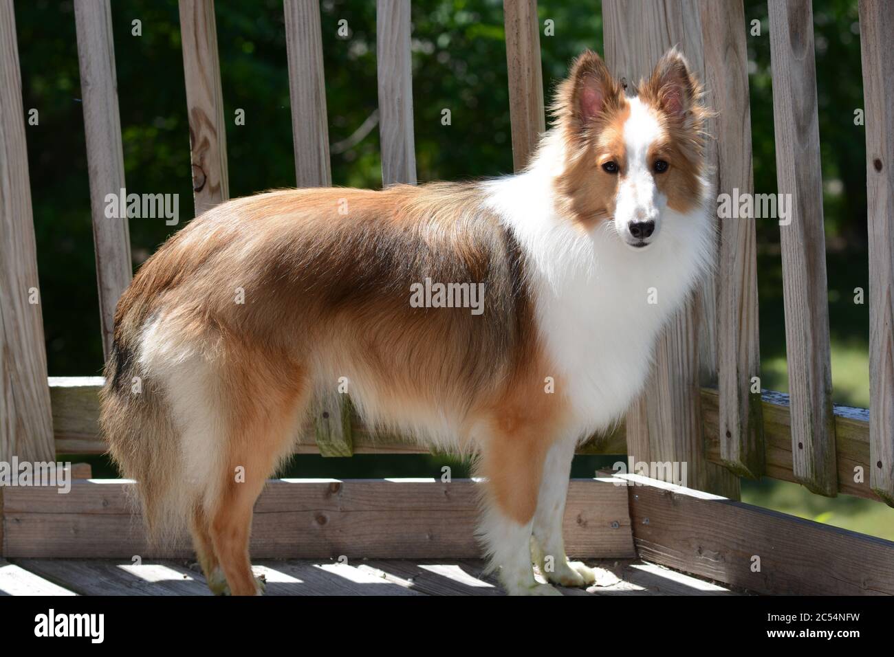 Un giovane Sheltland Sheepdog (sheltie) si pone all'esterno su un ponte di legno sotto il sole. Foto Stock