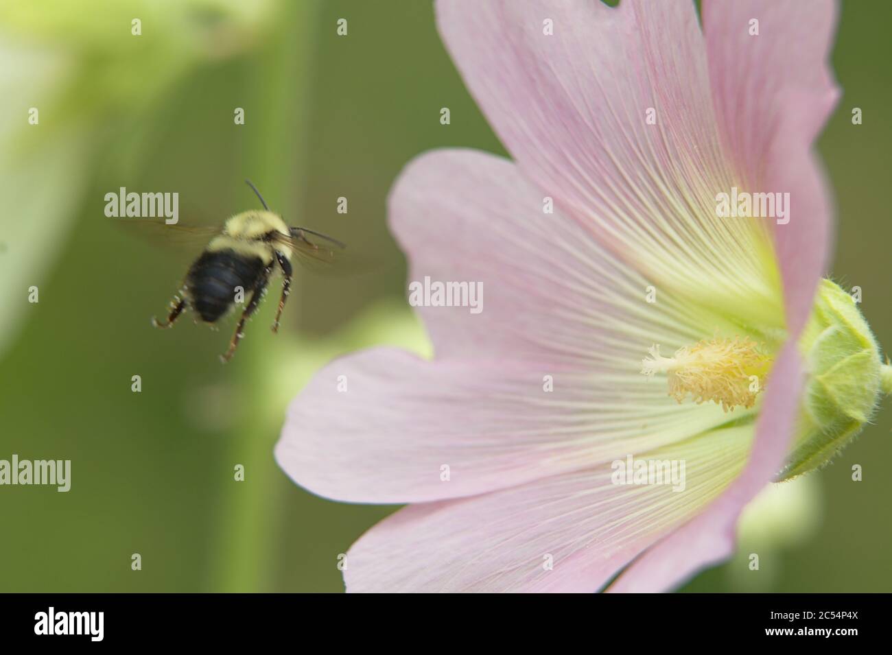 Macro di grande fiore rosa chiaro testa con ape bumble in volo Foto Stock