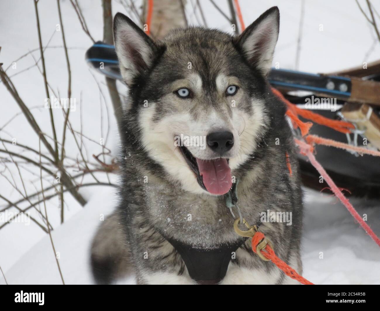 Primo piano di un vivace Husky sdraiato sul terreno coperto Nella neve durante il tour Husky in Lapponia Foto Stock