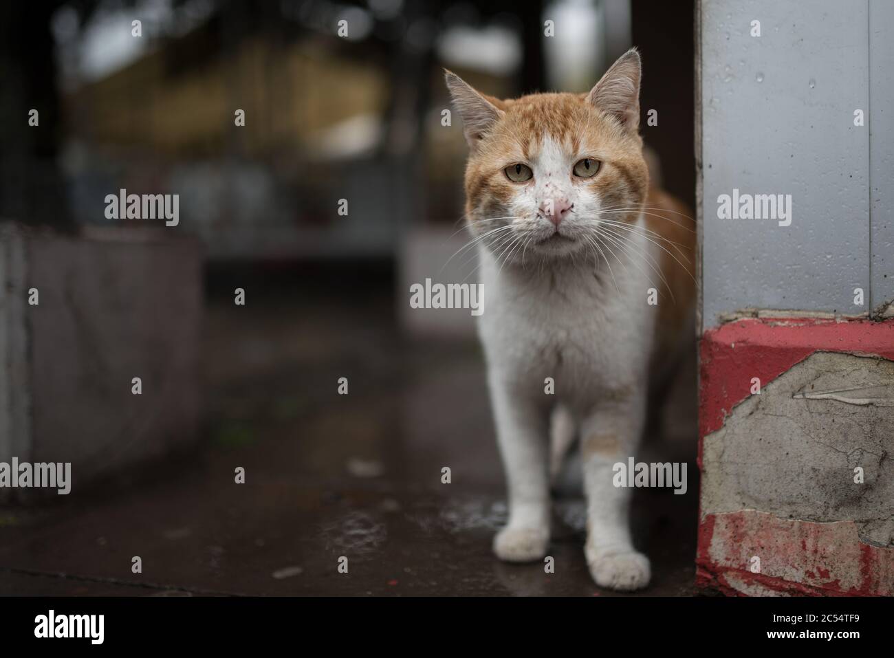Sporco zenzero turco gatto randagio a Antalya, Turchia Foto Stock