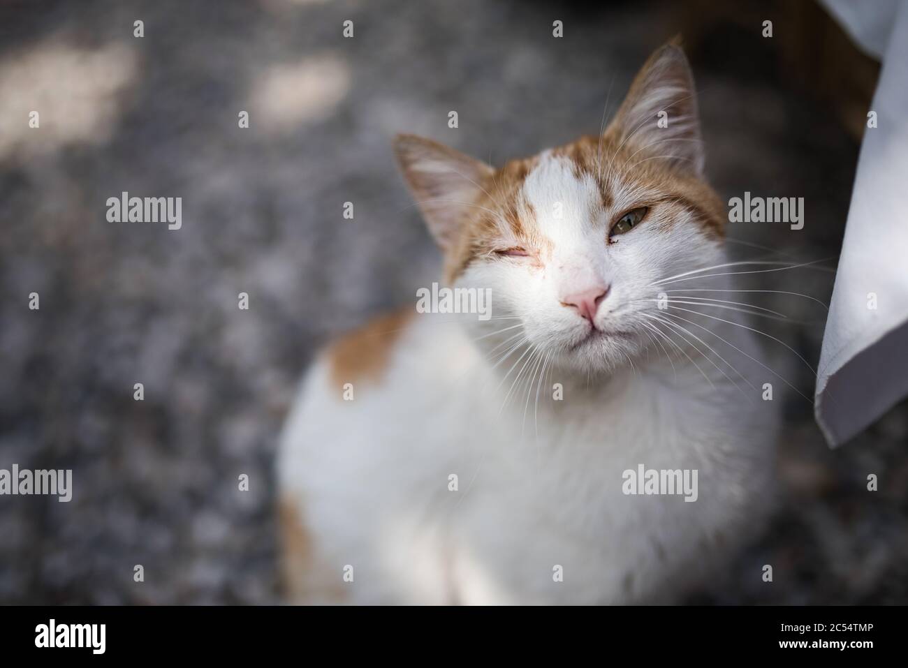 Bagno turco gatto randagio con infezione degli occhi guardando la fotocamera Foto Stock