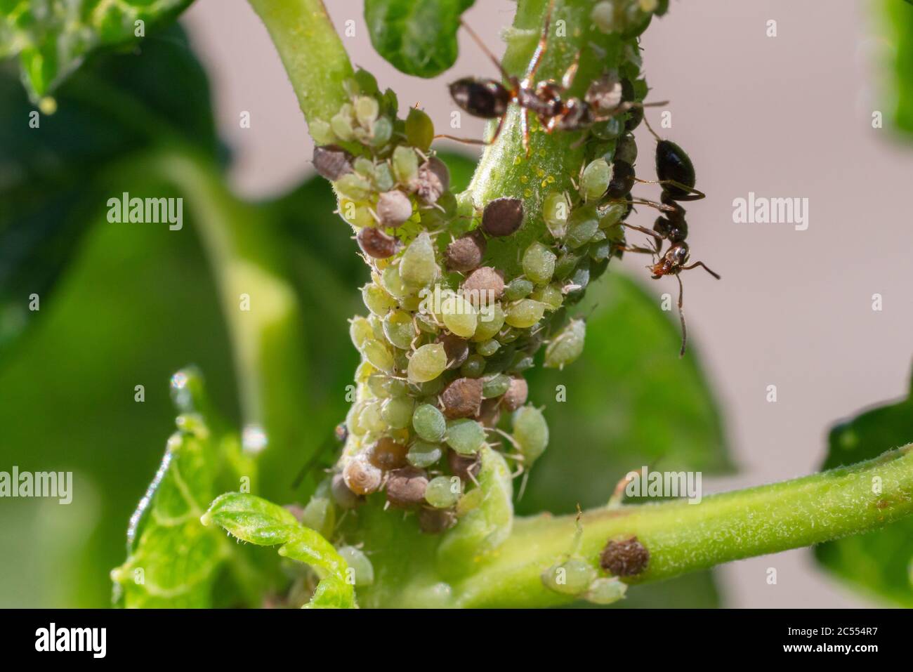 Insetti infestanti, afidi, sui germogli e frutti di piante, Spider mite sui fiori. Pepe attaccato da insetti maligni Foto Stock