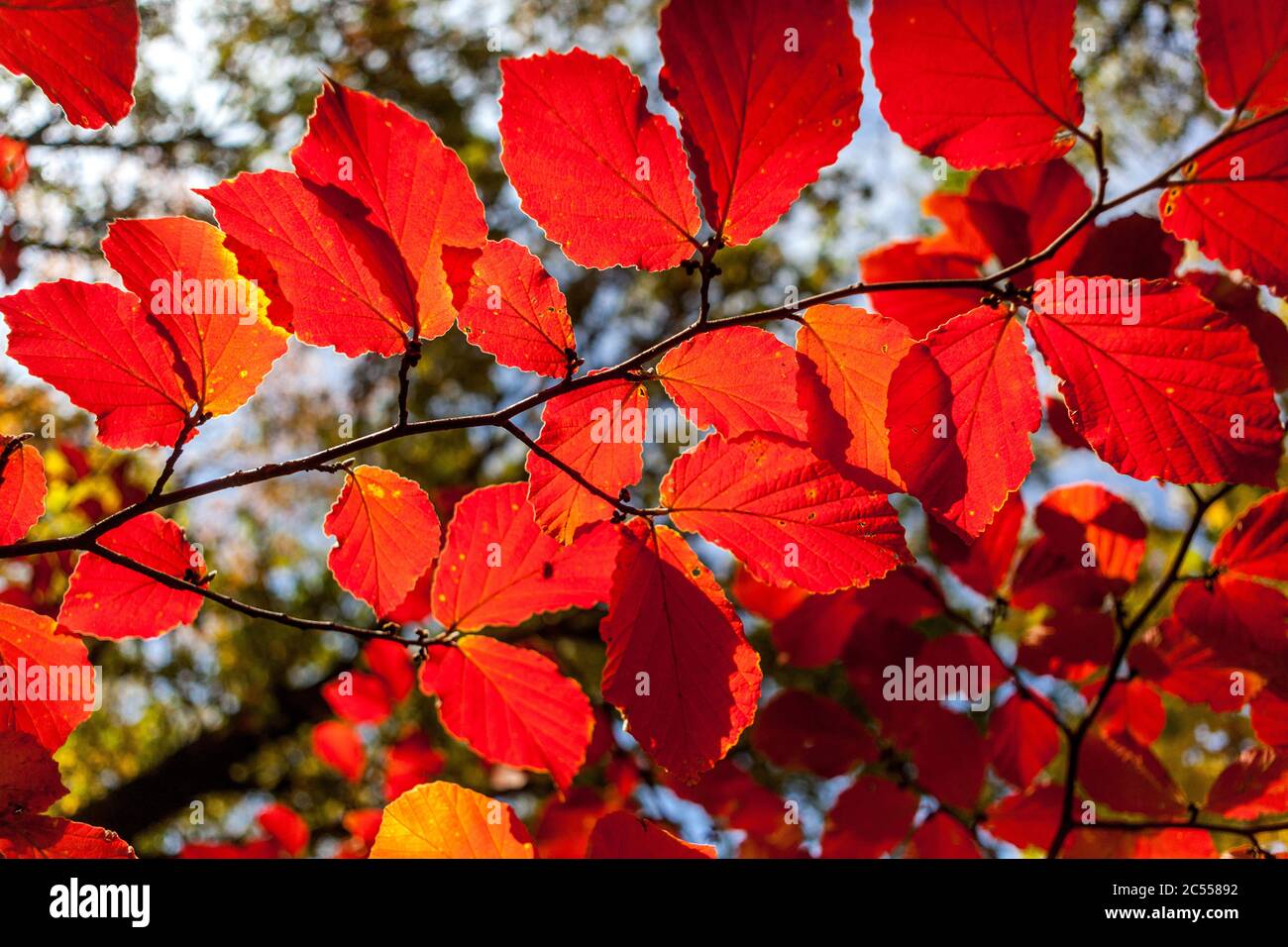 Strega albero nocciolo autunno foglie rosse luce del sole ottobre giardino Foto Stock