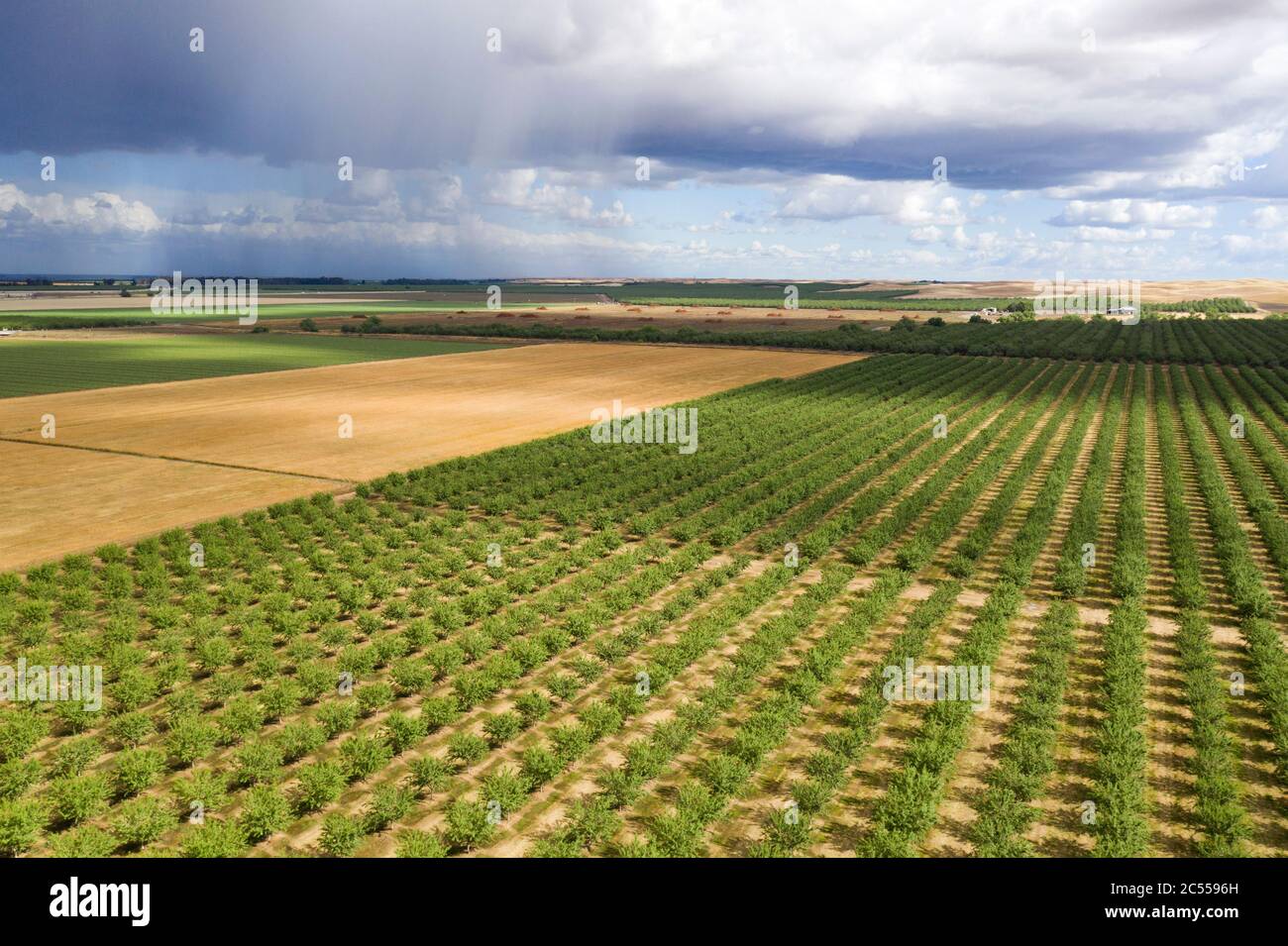 Vista astratta su campi e frutteti di mandorle nella contea di Yolo, California Foto Stock