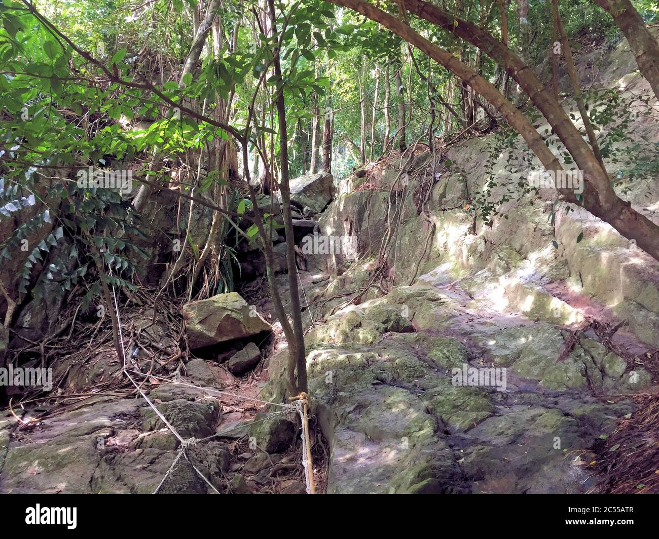 Paesaggi naturali da una giungla a Koh Samui Thailandia Foto Stock