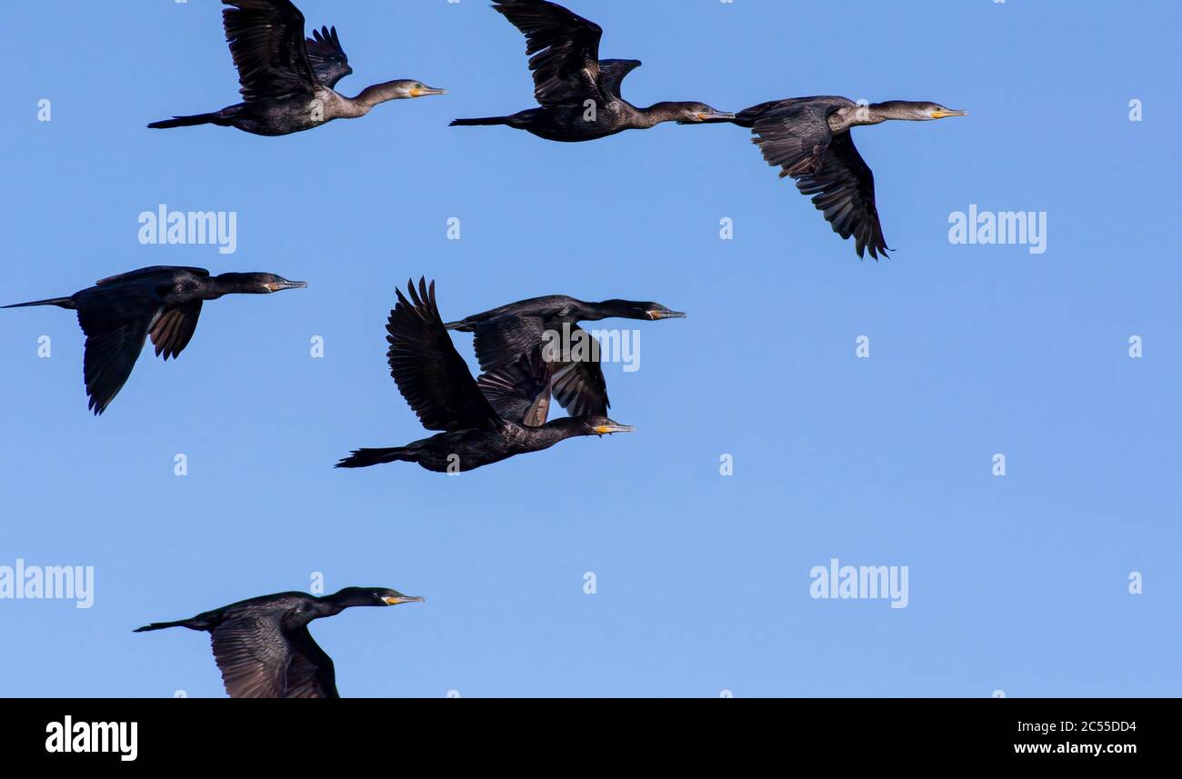 Un gregge di uccelli selvatici tropicali neri stanno volando insieme in un cielo blu di giorno Foto Stock