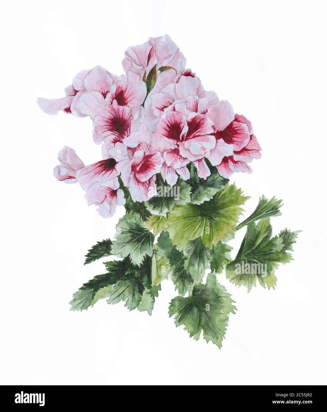 Pittura ad acquerello di una pianta di Pelagonia in vaso Foto Stock