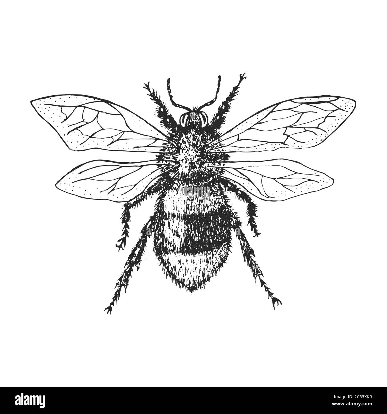 Bumblebee insetto scarabeo e api molte specie in vintage vecchio stile disegnato a mano inciso illustrazione woodcut. Illustrazione Vettoriale