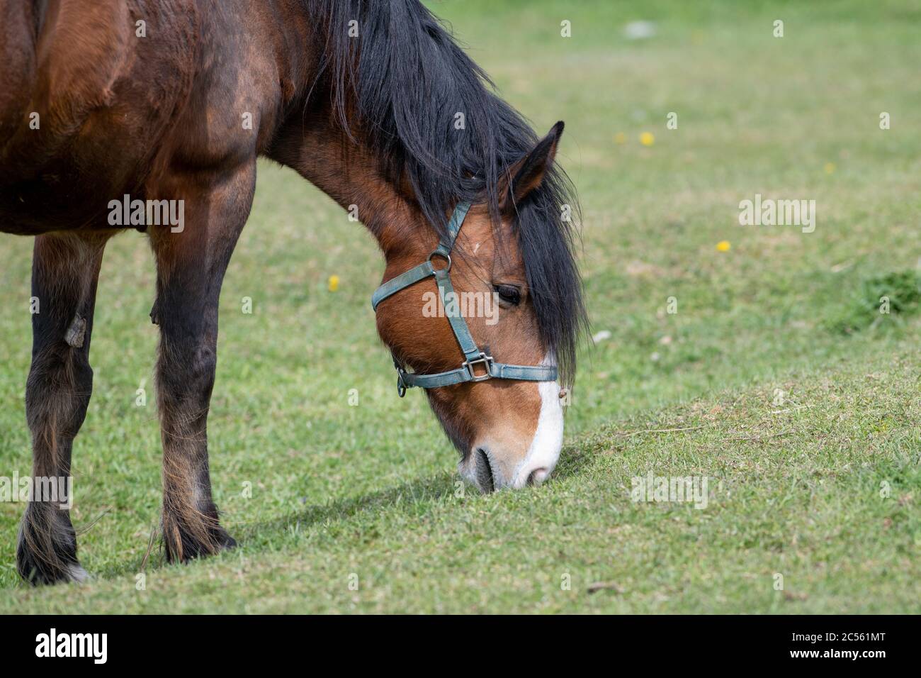 Un grande cavallo color castagno che si nutre di erba verde fresca con una lunga criniera nera. Il cavallo ha una briglia verde sulla testa e ha orecchie appuntite Foto Stock