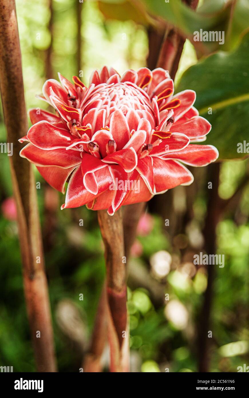 Fiore di zenzero della torcia rossa, Arenal, Costa Rica, America centrale Foto Stock