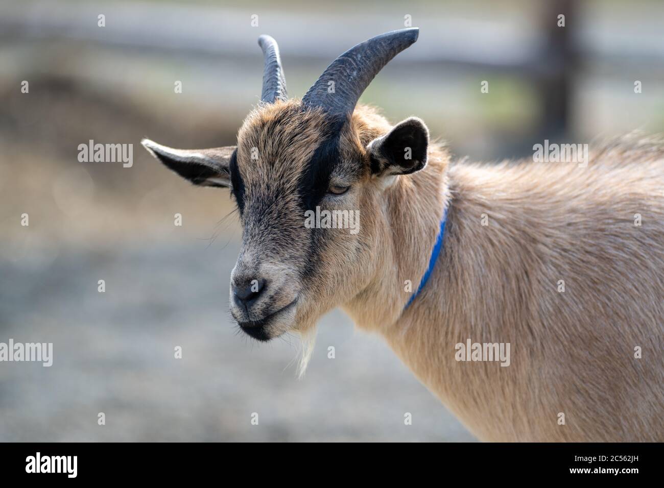 Un'espressione divertente sul viso di una capra color abbronzatura. La testa è inclinata e le orecchie si estendono lateralmente. L'animale ha pellicce beige e bianca. Foto Stock