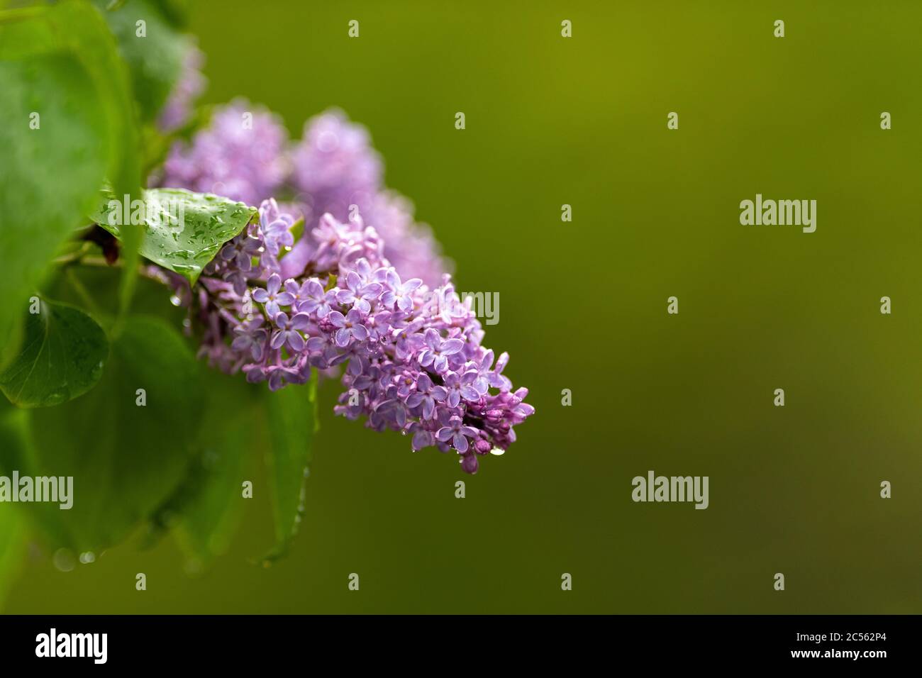 Un primo piano di un comune colore viola fiore di arbusto lilla. Foto Stock