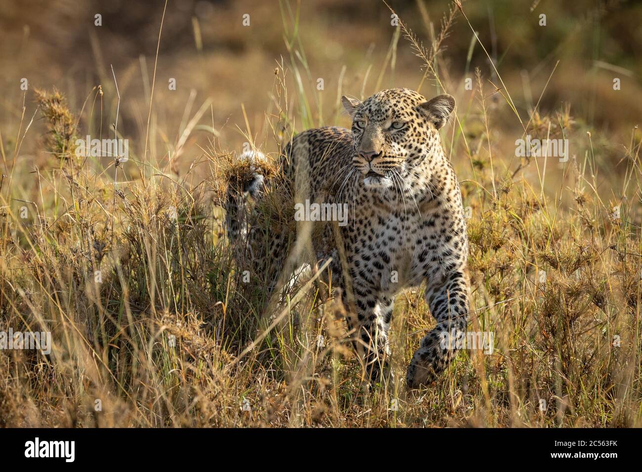 Un adulto leopardo guardare in piedi nella macchia in Masai Mara Kenya Foto Stock