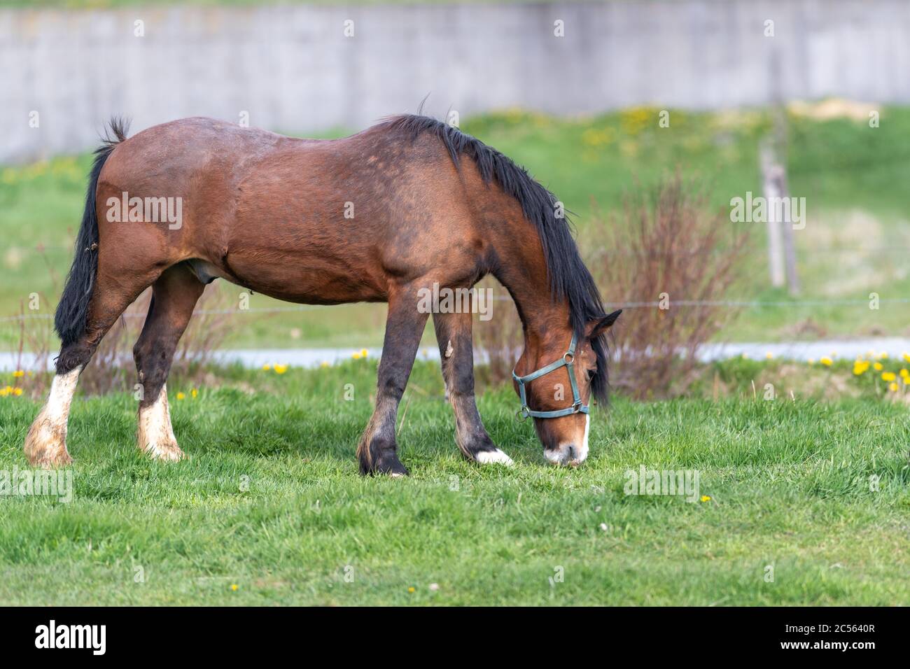 Un cavallo castagno che pascolava in un campo erboso verde con fiori gialli. Il grande animale muscolare ha zoccoli bianchi, criniera lunga e coda nera. Foto Stock