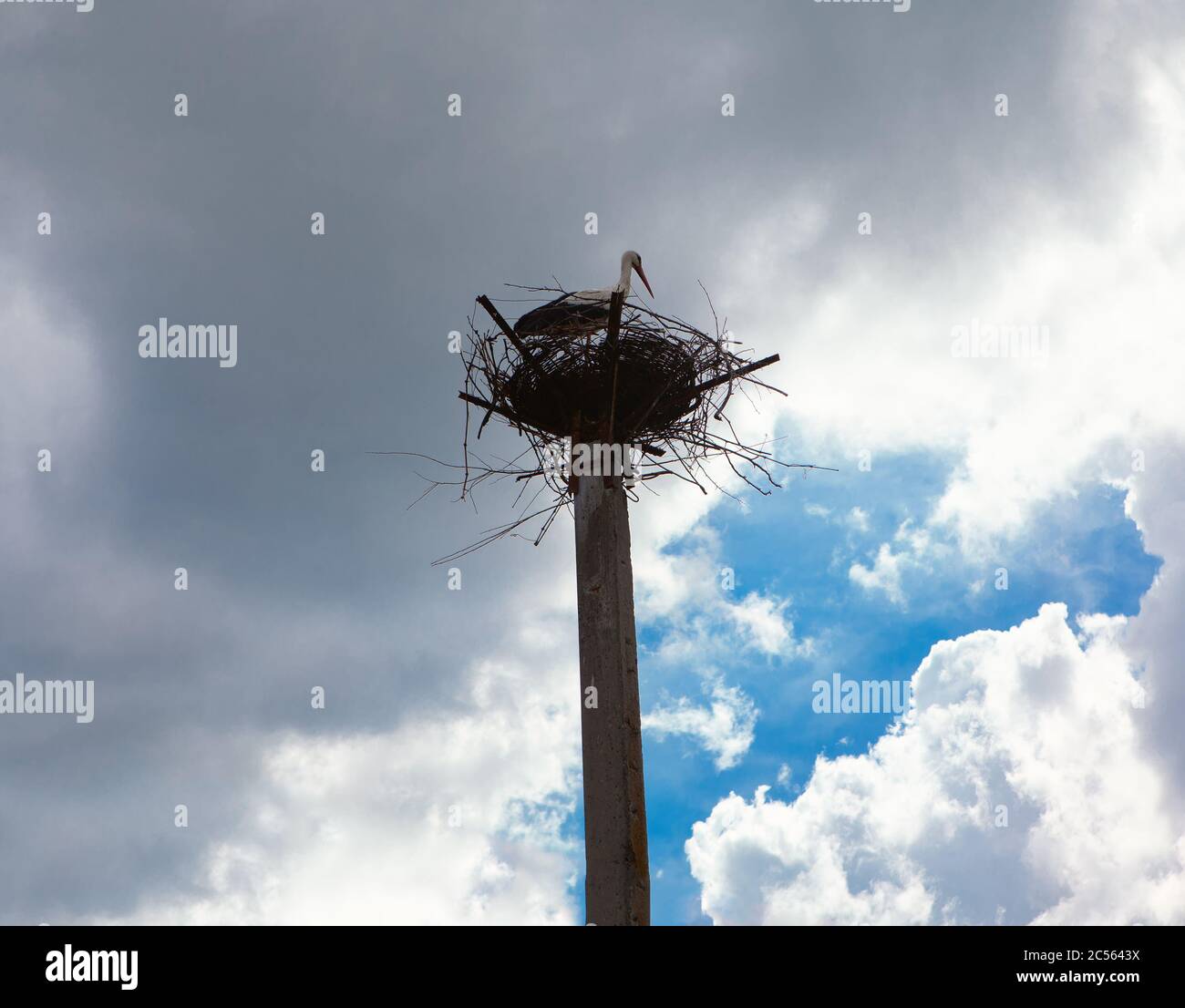 Nido di Stork sul pilastro. Foto Stock