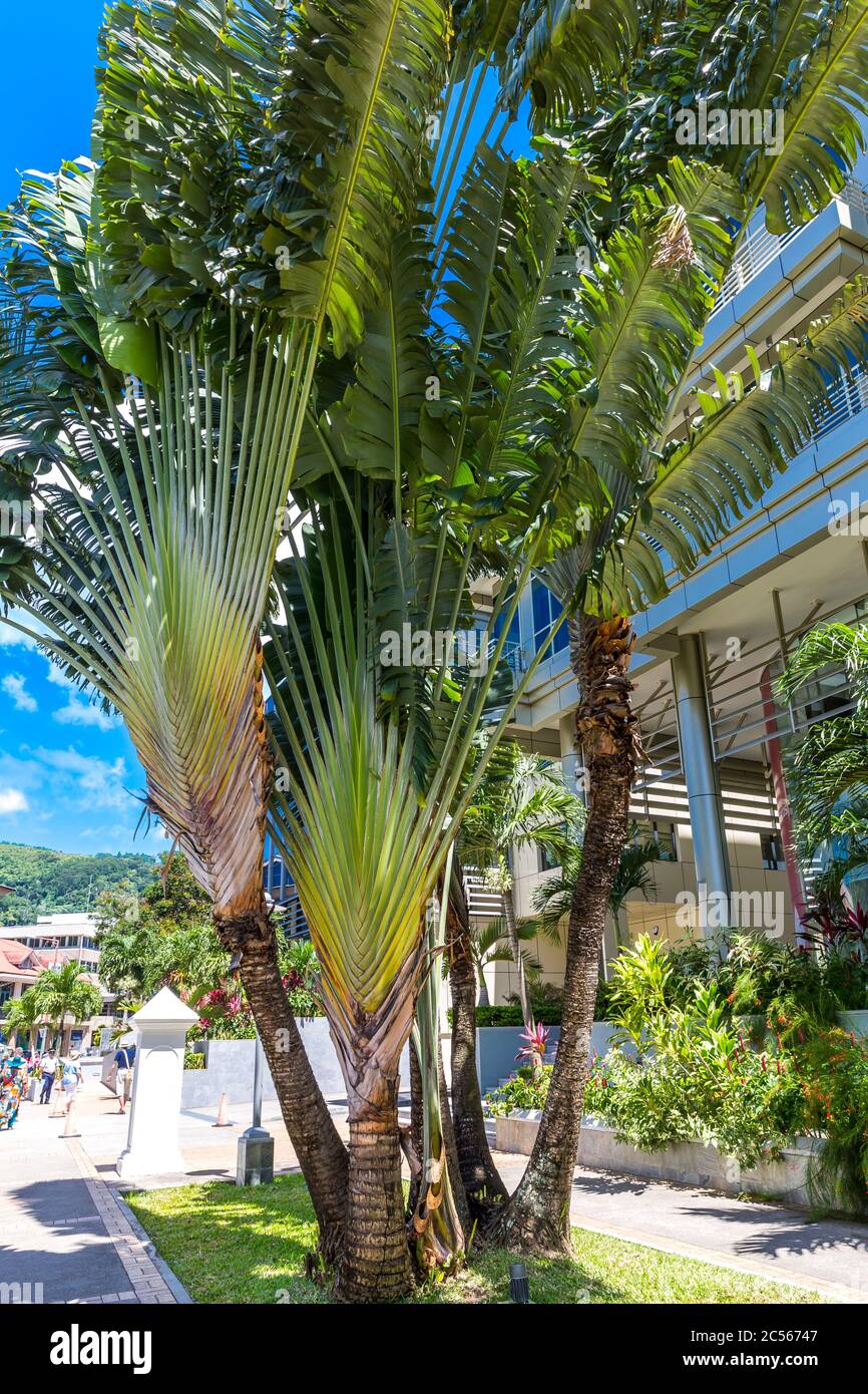 Albero delle palme dei viaggiatori, (Ravenala madagascariensis), Victoria, isola di Mahe, Seychelles, Oceano Indiano, Africa Foto Stock