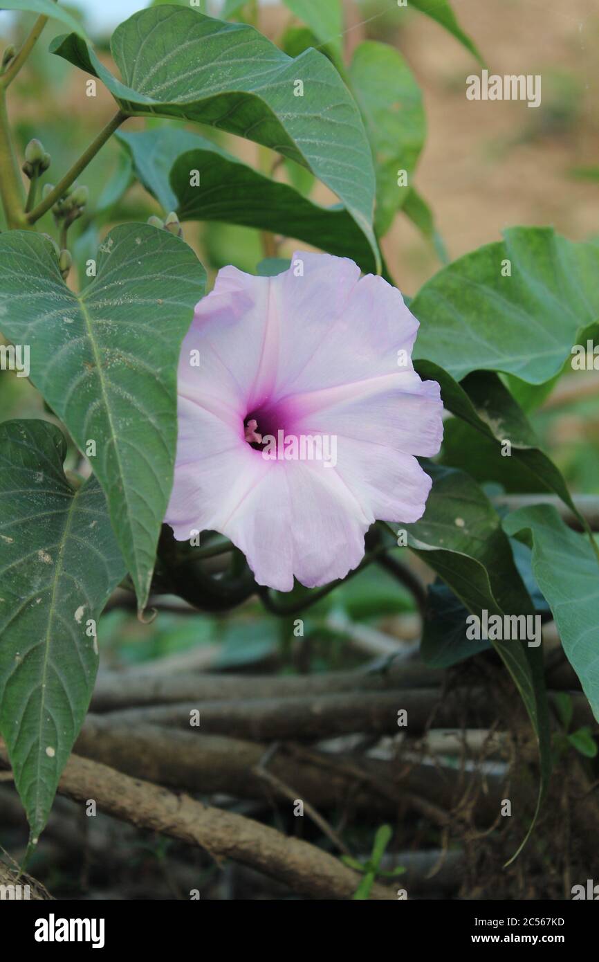 Il bianco bello è un fiore molto bello Foto Stock