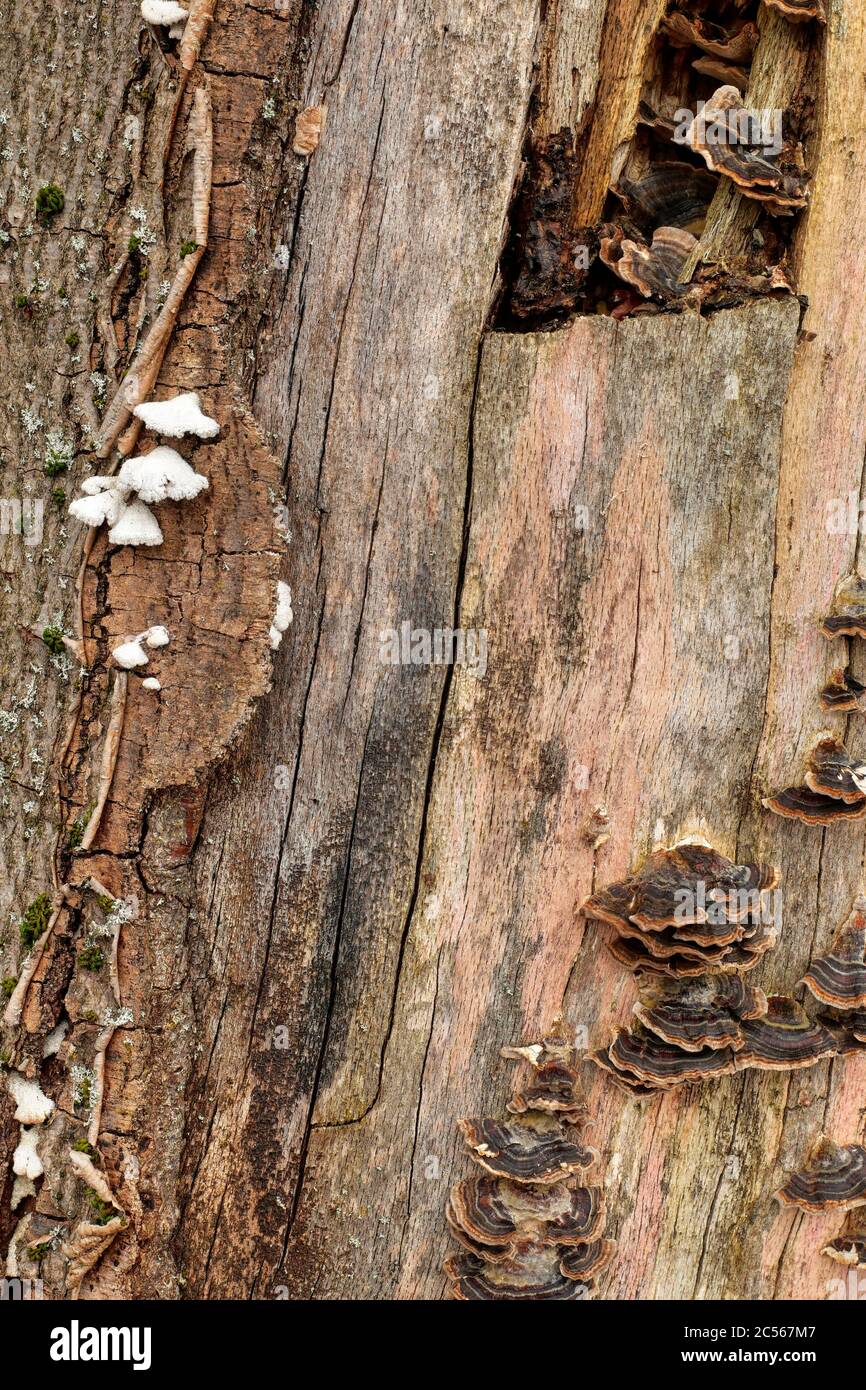 Funghi di albero su tronco di albero vecchio, Kastel-Stadt, Renania-Palatinato, Germania Foto Stock