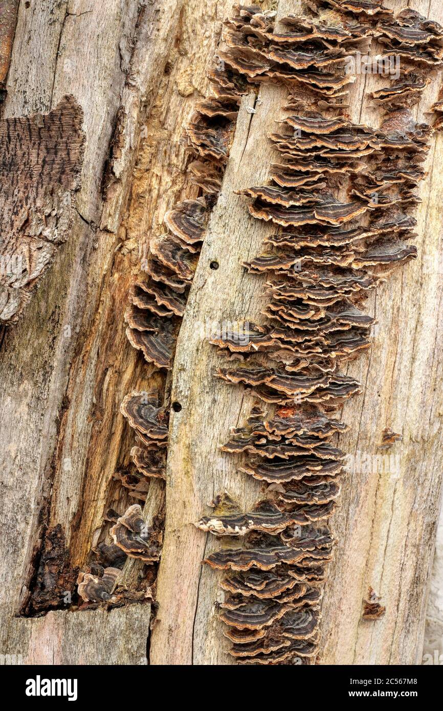 Funghi di albero su tronco di albero vecchio, Kastel-Stadt, Renania-Palatinato, Germania Foto Stock
