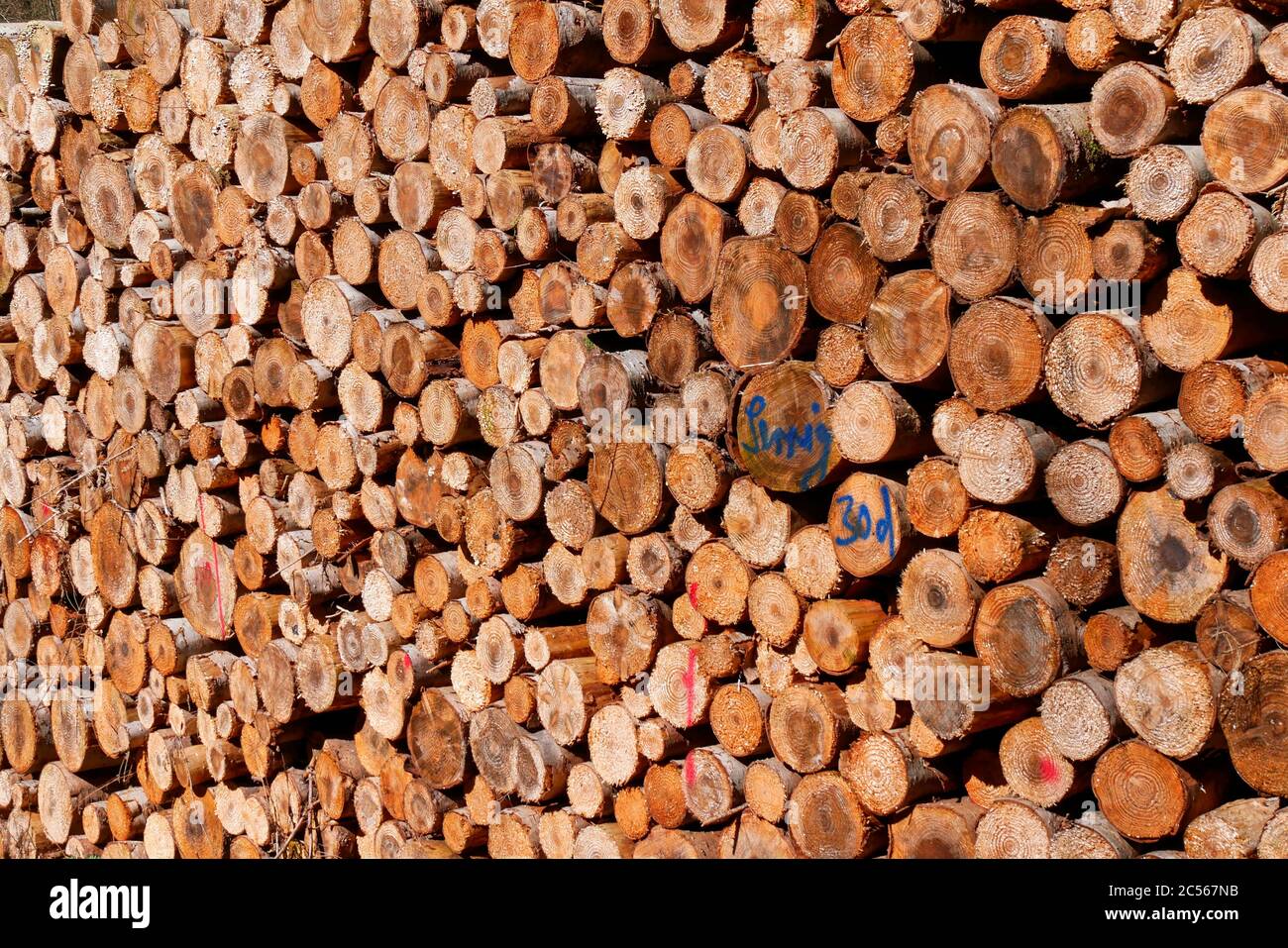 Holzstapel, Kastel-Stadt, Renania-Palatinato, Germania Foto Stock