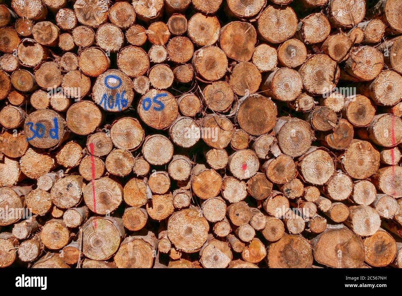 Holzstapel, Kastel-Stadt, Renania-Palatinato, Germania Foto Stock