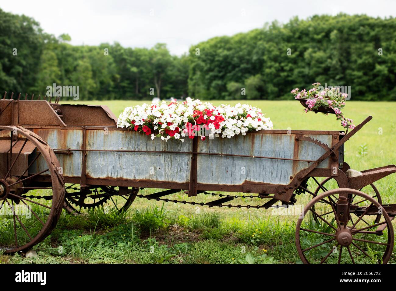 Un vecchio spanditore di concime si trasformò in un'esposizione di fiori con petunia rossa e bianca e verbena rosa, a Boylston occidentale, Massachusetts, Stati Uniti. Foto Stock