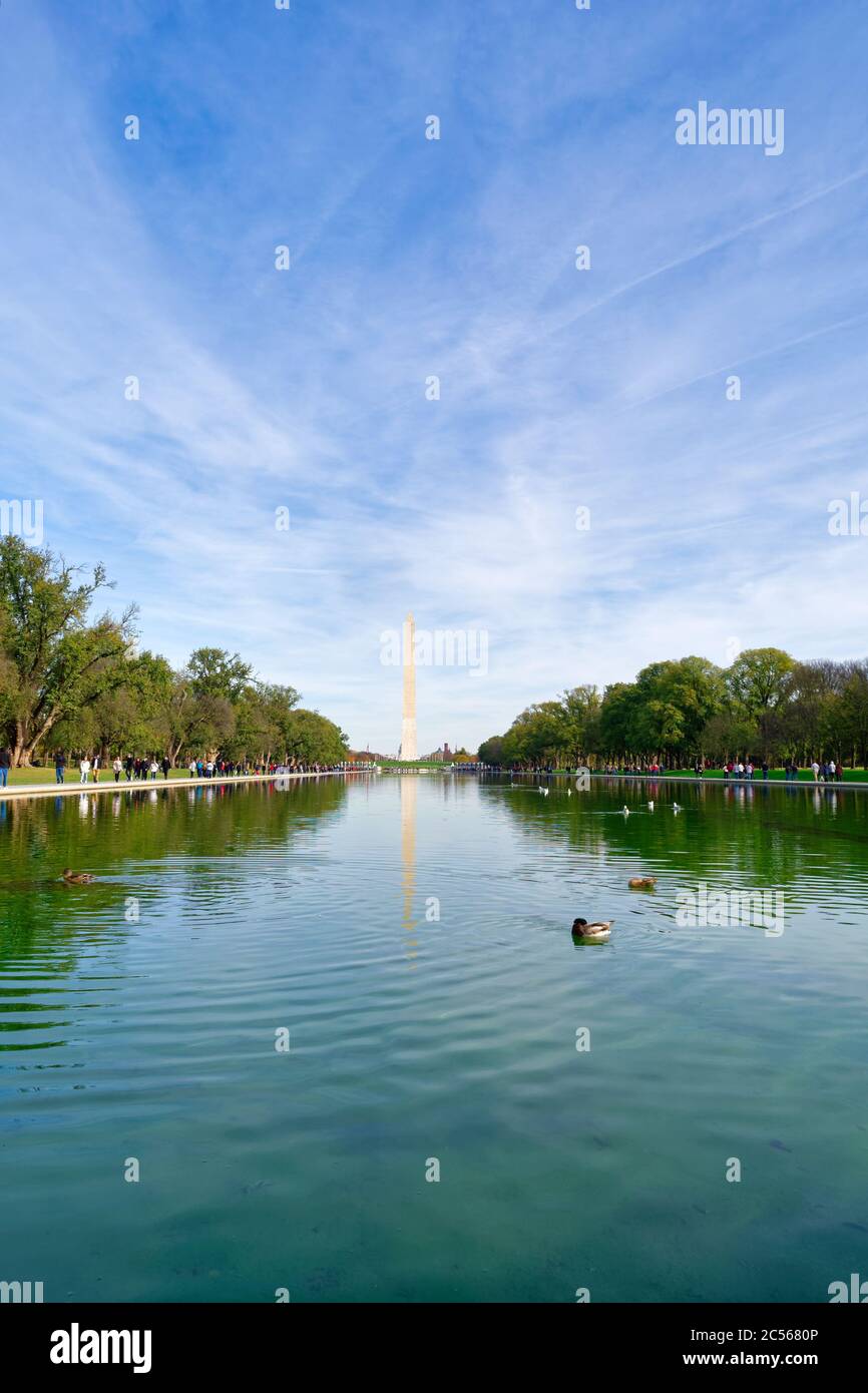 Uccelli che nuotano nella Lincoln Memorial Reflecting Pool, situata nel National Mall, Washington, DC, USA Foto Stock