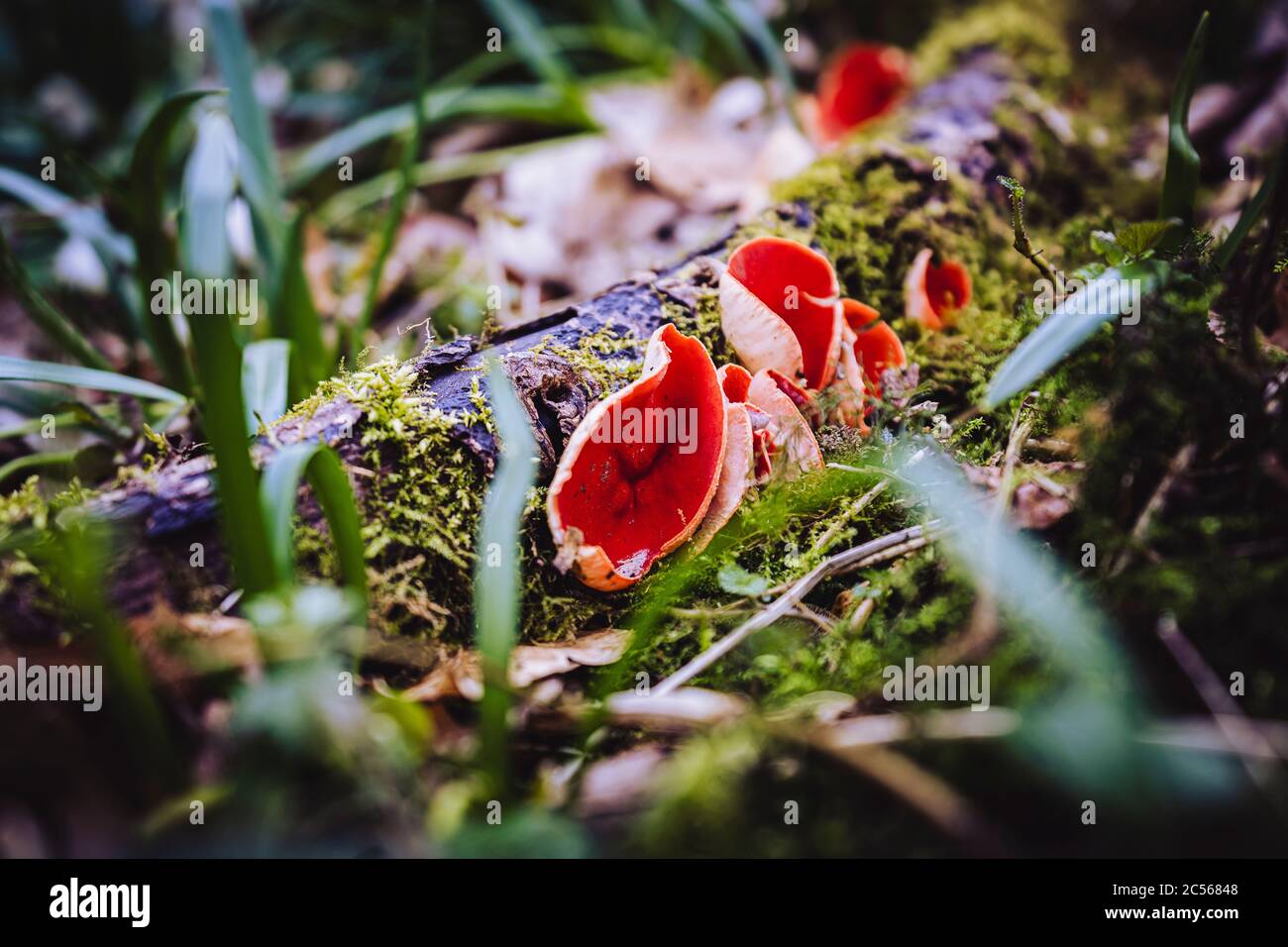 Scacchiera calice, sarcoscopypha coccinea, mugling specie, Giura svevo, Baden-Württemberg, Germania, Europa Foto Stock