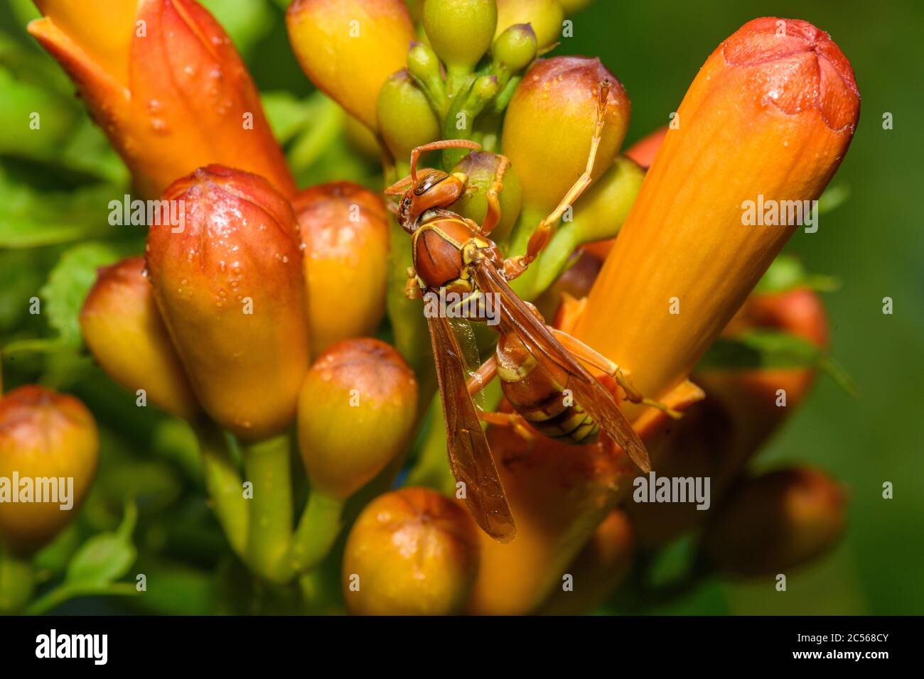 texas paper wasp - Polistes apaches fuscatus texanus - , Apache wasp, su arancio tromba fiore di vite Foto Stock