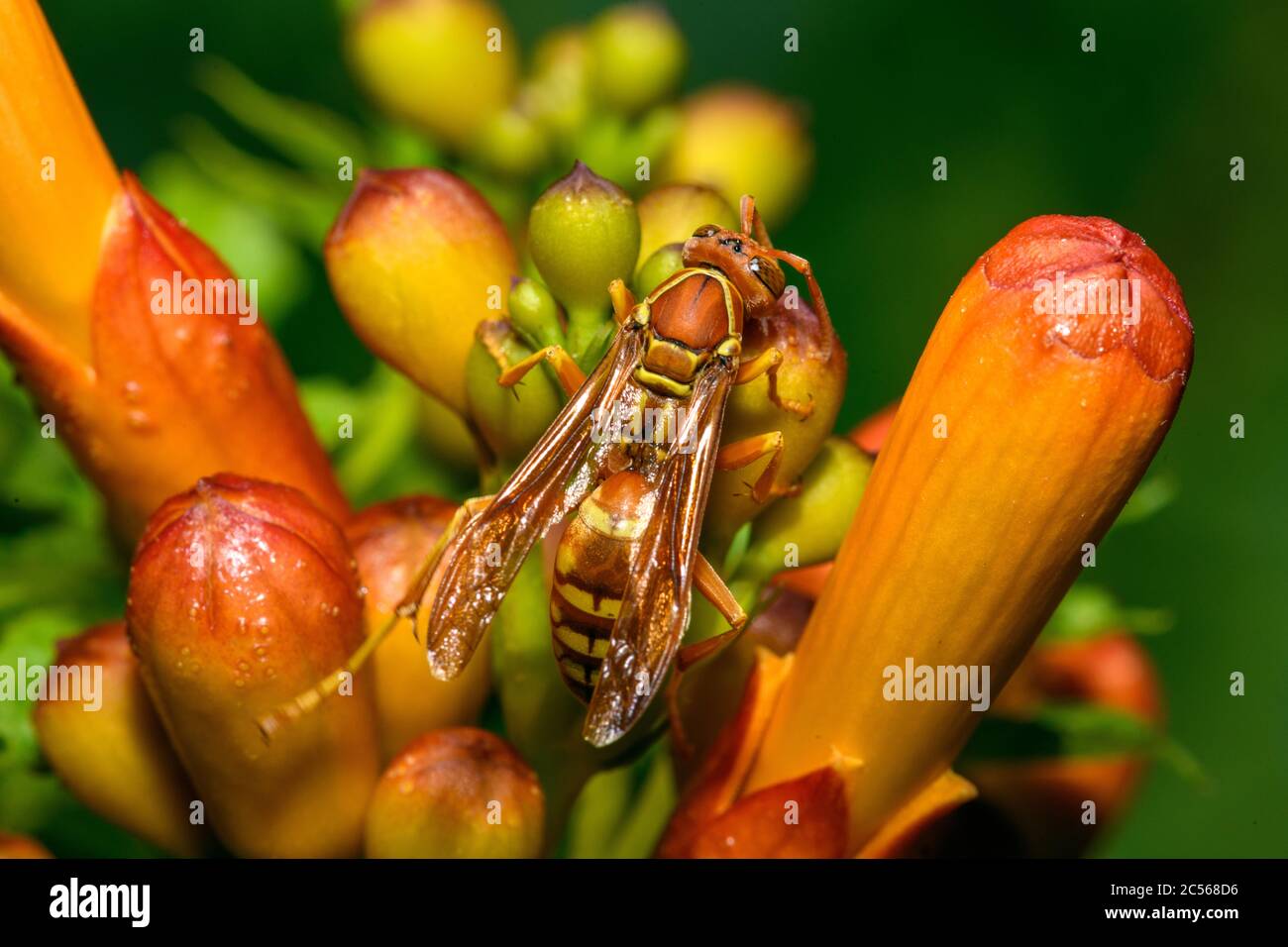 texas paper wasp - Polistes apaches fuscatus texanus - , Apache wasp, su arancio tromba fiore di vite Foto Stock