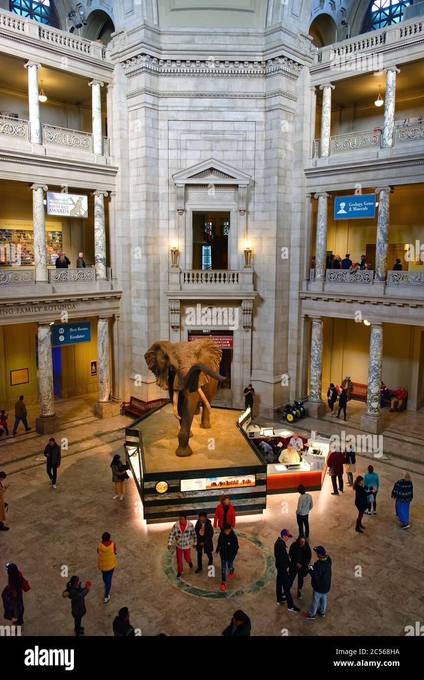 Vista in alto della sala principale dello Smithsonian National Museum of Natural History, Washington, DC, USA Foto Stock
