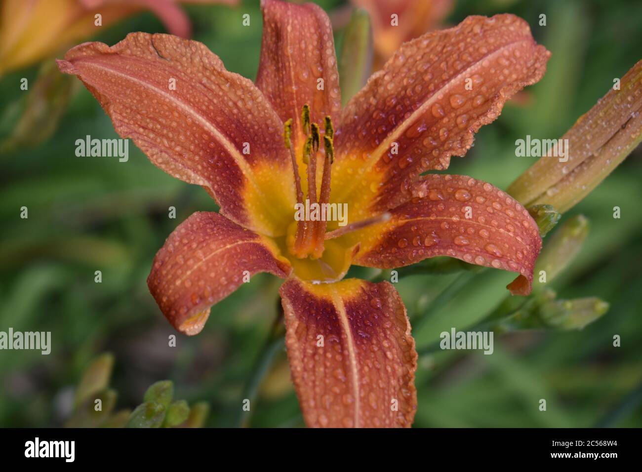 Primo piano di ninfee arancio, noto anche come ninfea di fossa, su uno sfondo verde sfocato. Foto Stock