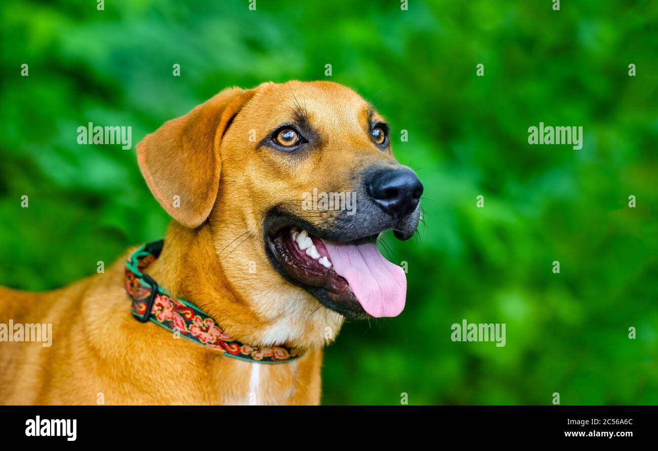 Un grande cane marrone è all'aperto contro uno sfondo verde naturale con la sua lingua che aggancia dalla sua bocca Foto Stock