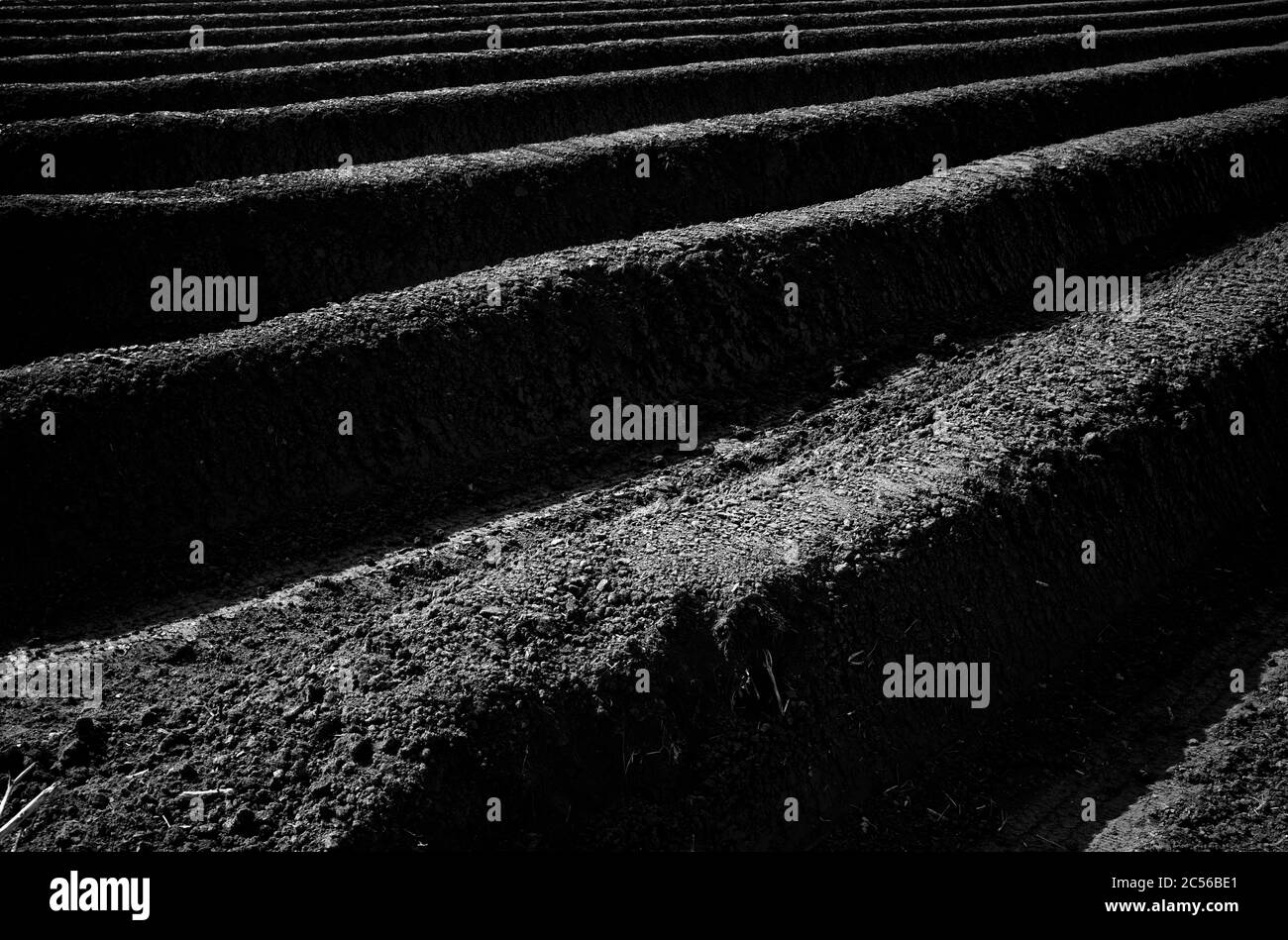 Campo di asparagi, Schmidener Feld, Schmiden vicino Stoccarda, Baden-Württemberg, Germania Foto Stock