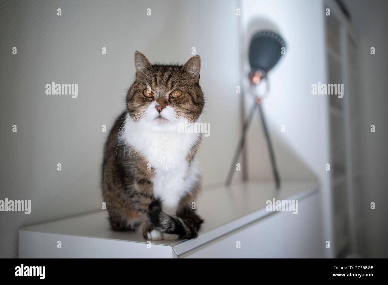 tabby gatto shorthair britannico bianco seduto su armadio Foto Stock