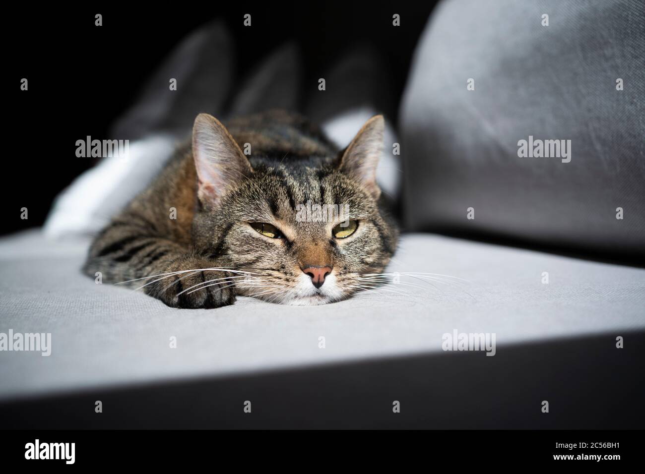 gatto tabby che si trova sul divano alla luce del sole che guarda annoiato Foto Stock
