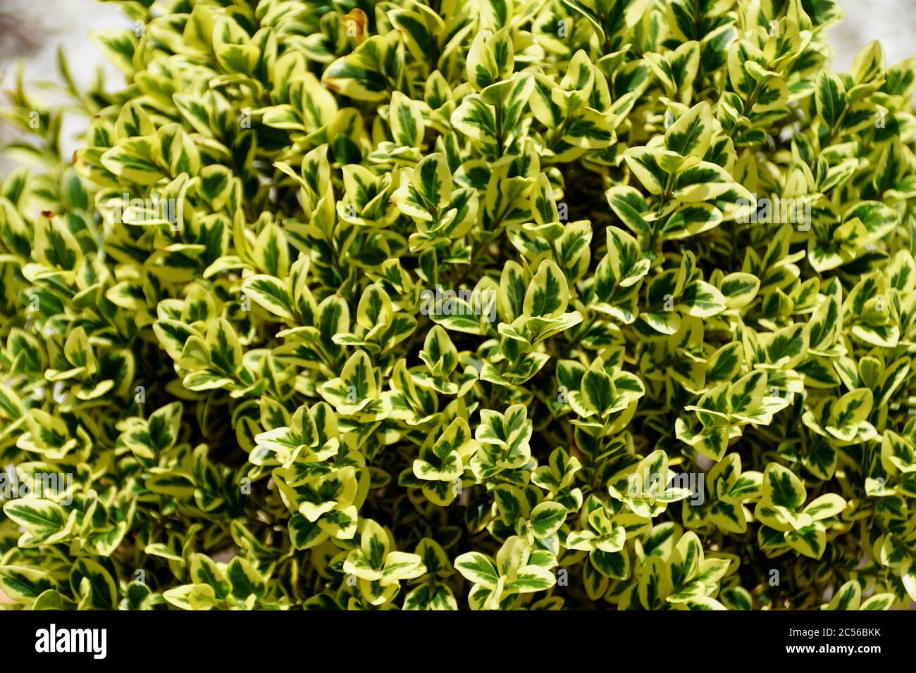 Un cespuglio giallo e verde di pianta variegata di bosso Foto stock - Alamy