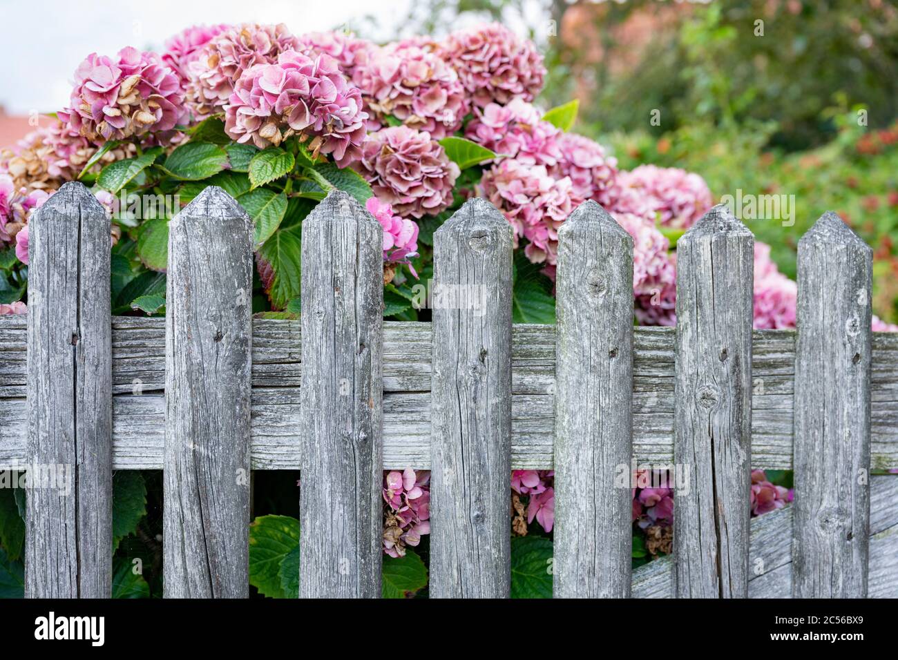 Germania, bassa Sassonia, Frisia orientale, Juist, cancello vecchio giardino. Foto Stock