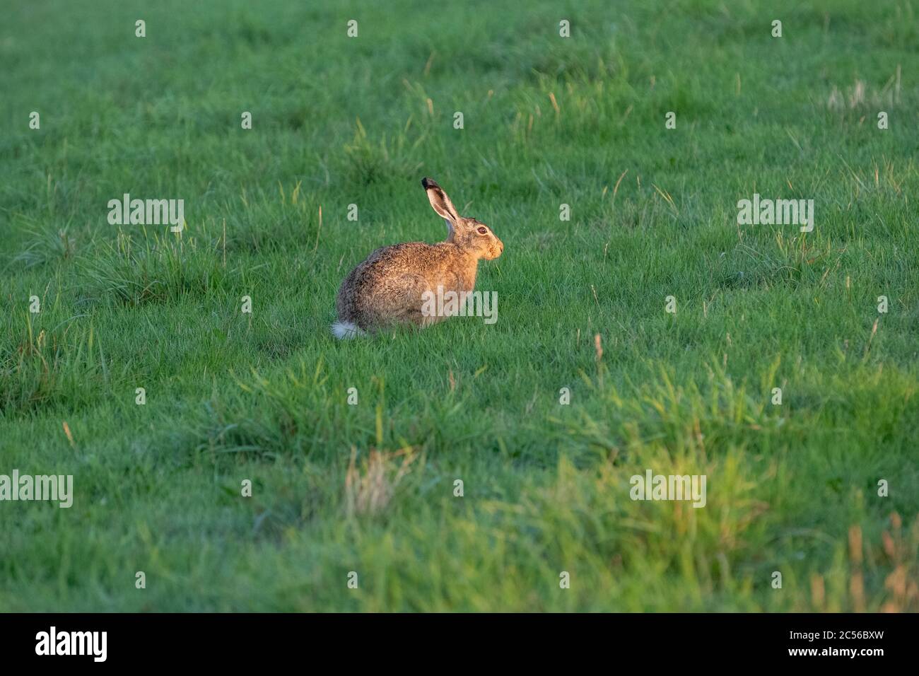 Germania, bassa Sassonia, Frisia orientale, Giuista, lepre europeo (Lepus europaeus) sulla diga. Foto Stock