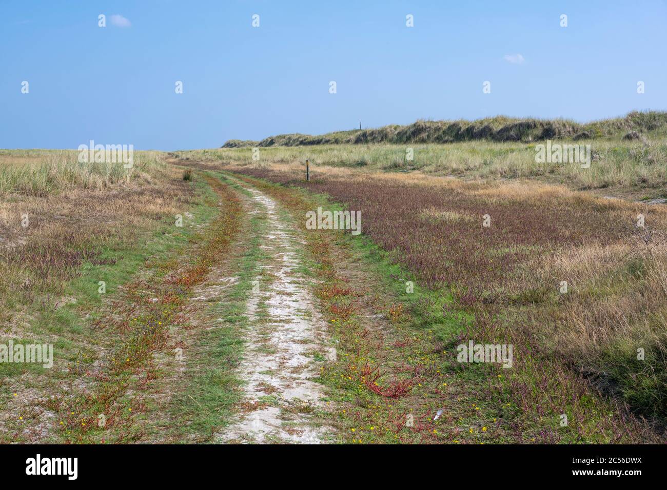 Germania, bassa Sassonia, Frisia orientale, Juist, strada sterrata a Kalfamer. Foto Stock