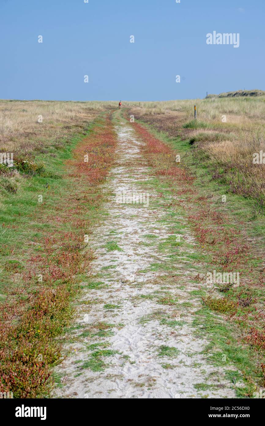 Germania, bassa Sassonia, Frisia orientale, Juist, strada sterrata a Kalfamer. Foto Stock