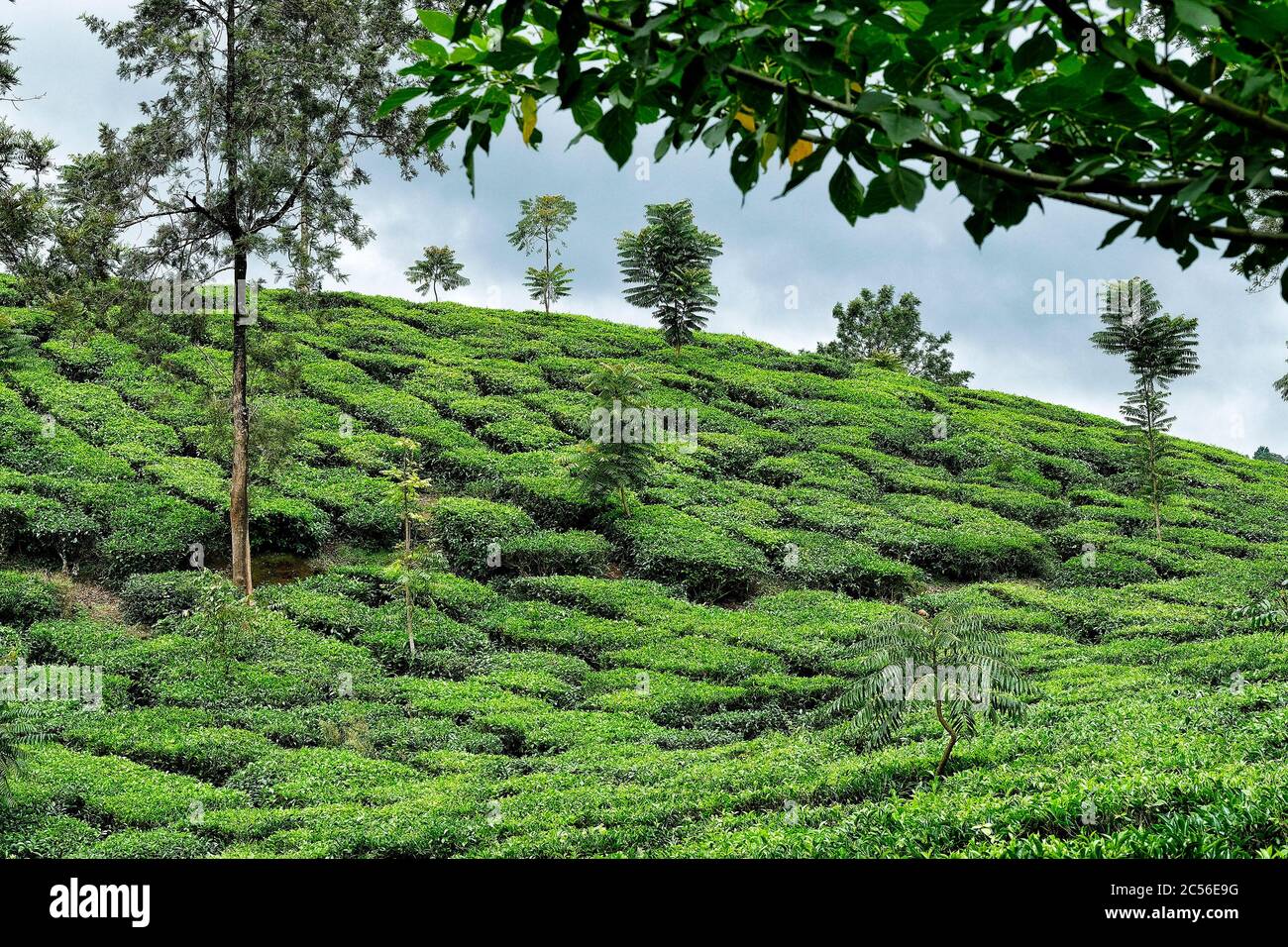 Piantagione di tè a Wayanad, Kerala, India. Foto Stock