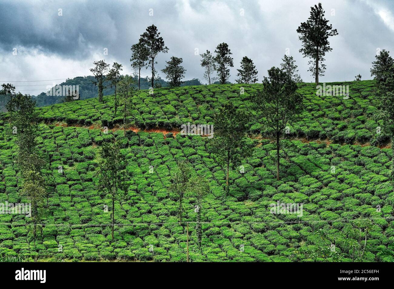 Piantagione di tè a Wayanad, Kerala, India. Foto Stock