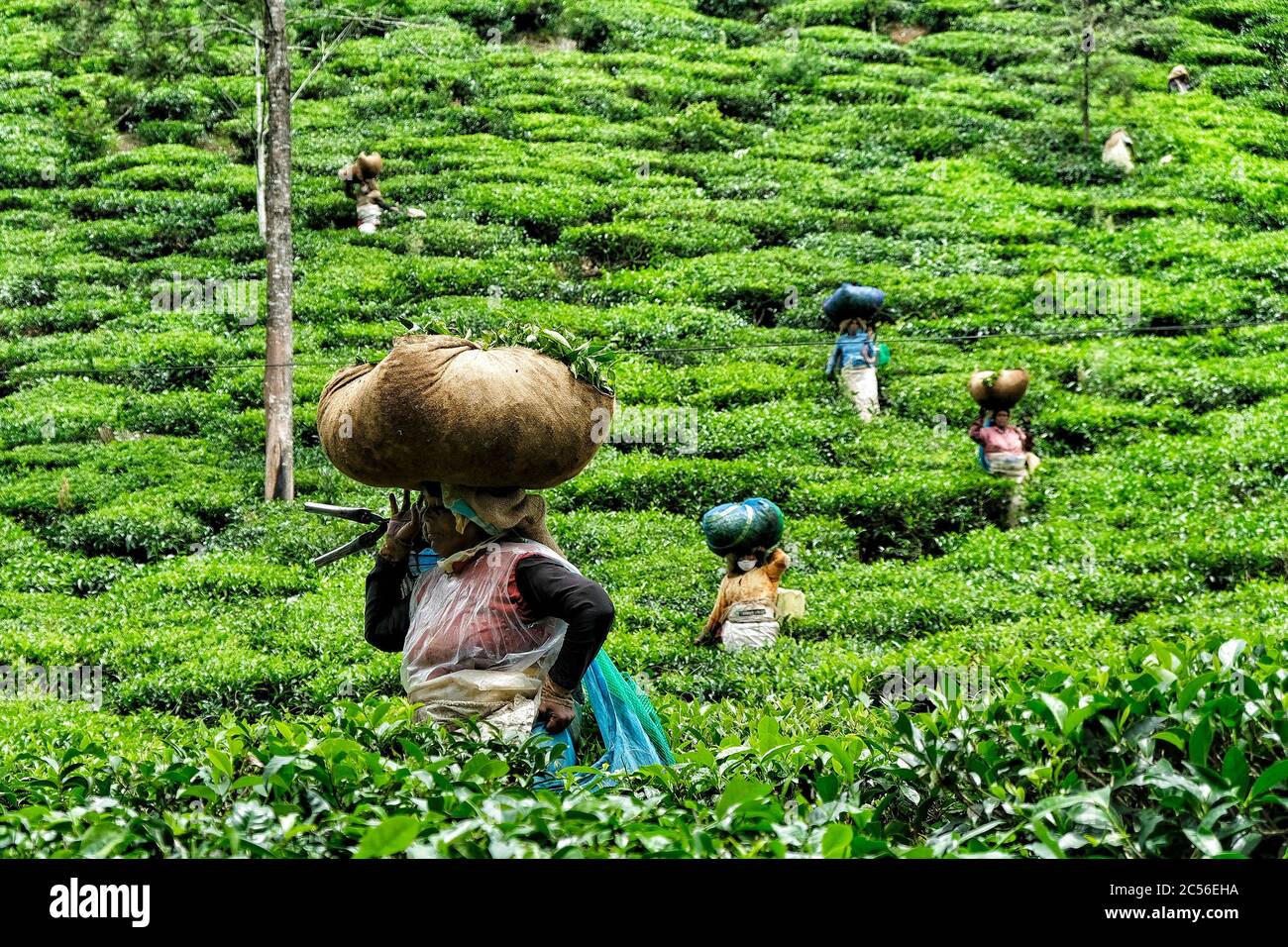 Wayanad, India - 2020 giugno: Una donna che raccoglie foglie di tè su una piantagione il 16 giugno 2020 a Wayanad, Kerala, India. Foto Stock