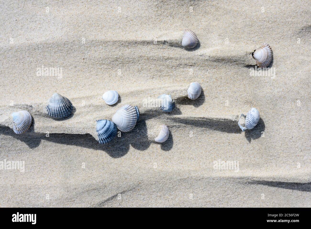 Conchiglie sulla spiaggia sabbiosa con bandiere di sabbia dopo una tempesta. Foto Stock