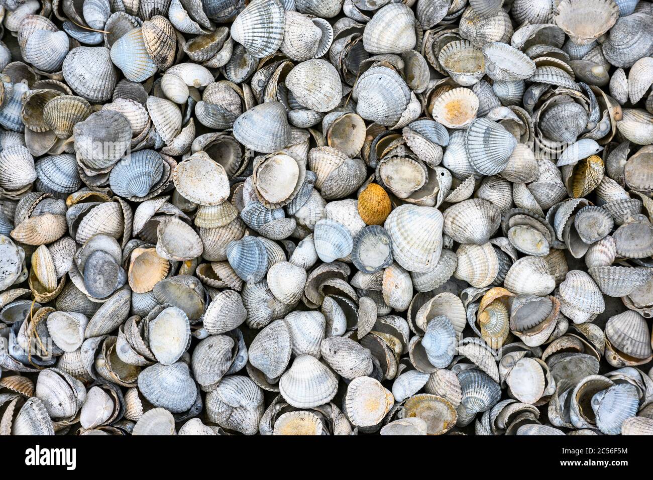 Molluschi di bivalvia (Bivalvia Latin bi-valvius "due volte"). Foto Stock