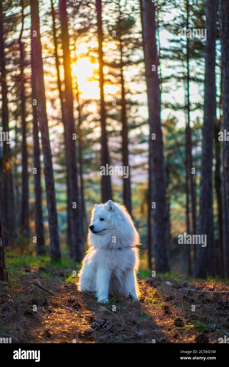 Colpo verticale di un cane Samoiato nella foresta Foto Stock